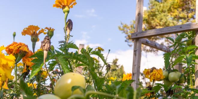 flowers, tomatoes, and more in a biodiverse garden